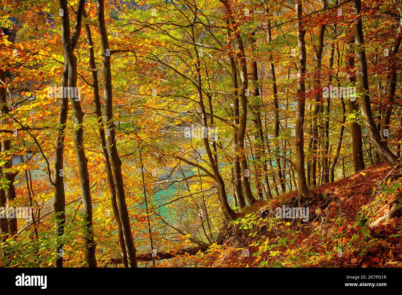 DE - BAVARIA: Herbstlicher Wald oberhalb der Isar bei Bad Tölz, Oberbayern. (HDR-Fotografie von Edmund Nagele FRPS) Stockfoto