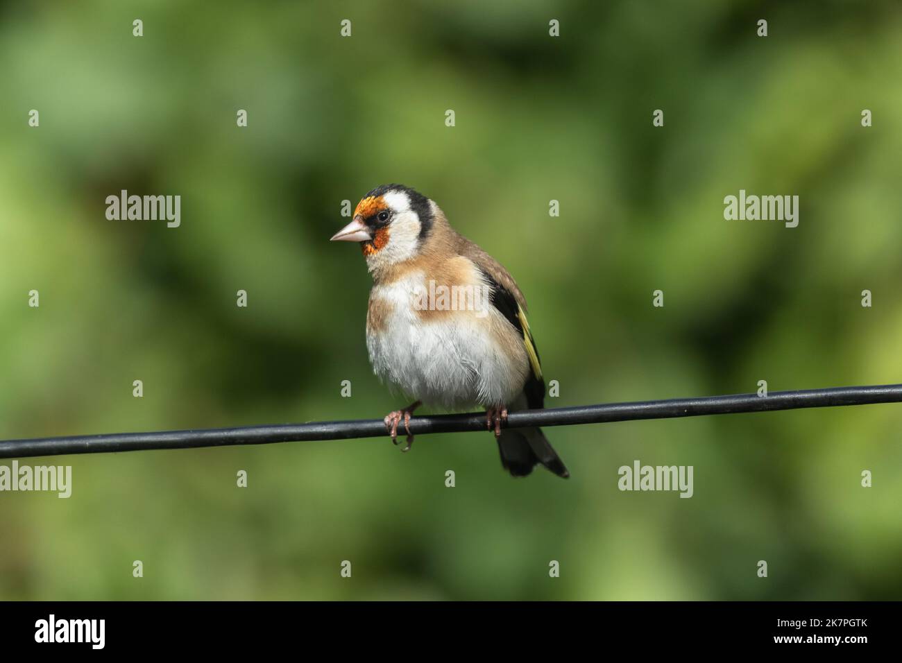 Ein einzelner Goldfink auf einem Draht. Carduelis Carduelis. Stockfoto