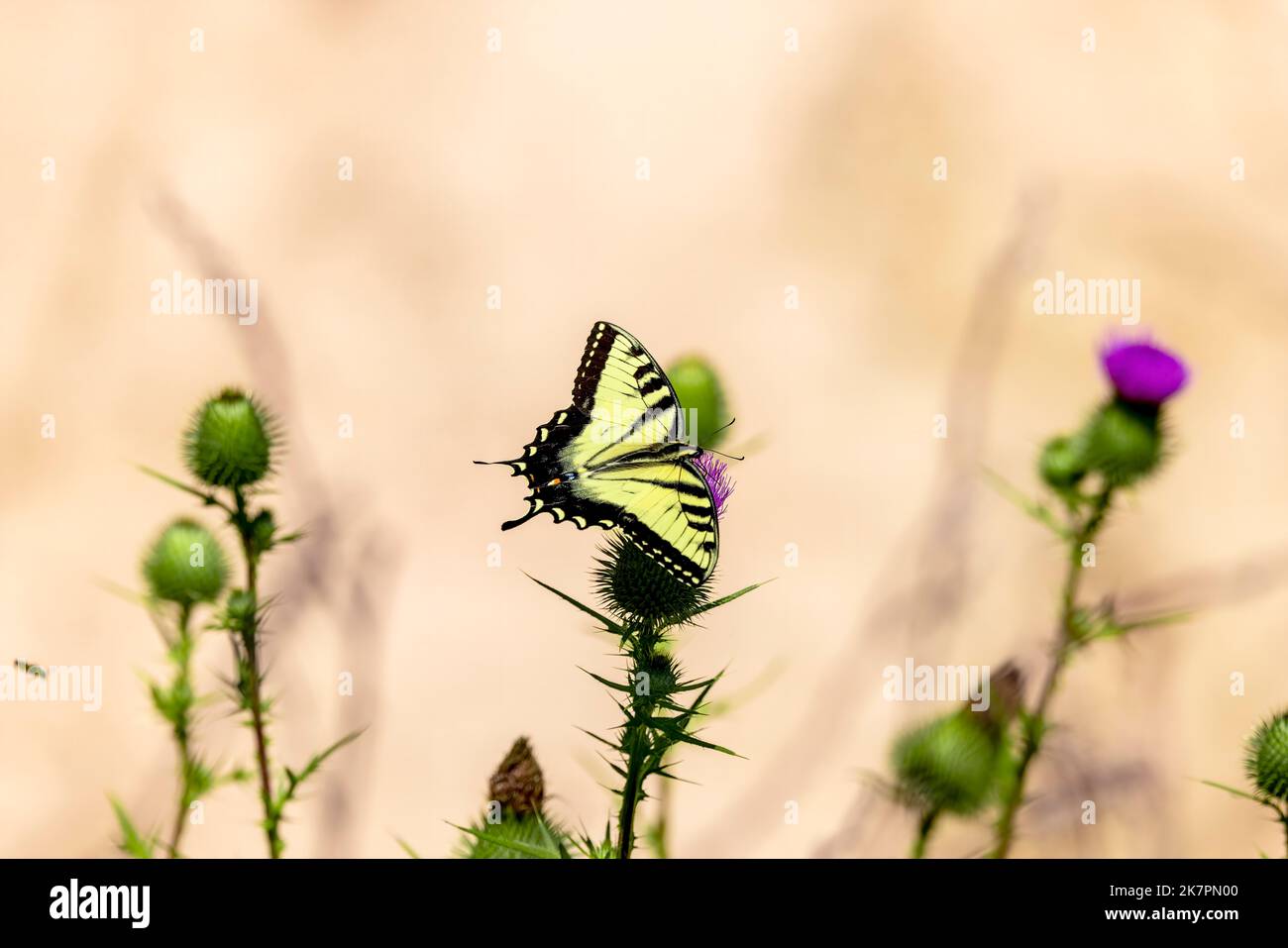 Der Eastern Yellow Swallowtail ist ein Schmetterling aus dem östlichen Nordamerika, Staatsinsekt von Virginia. Stockfoto