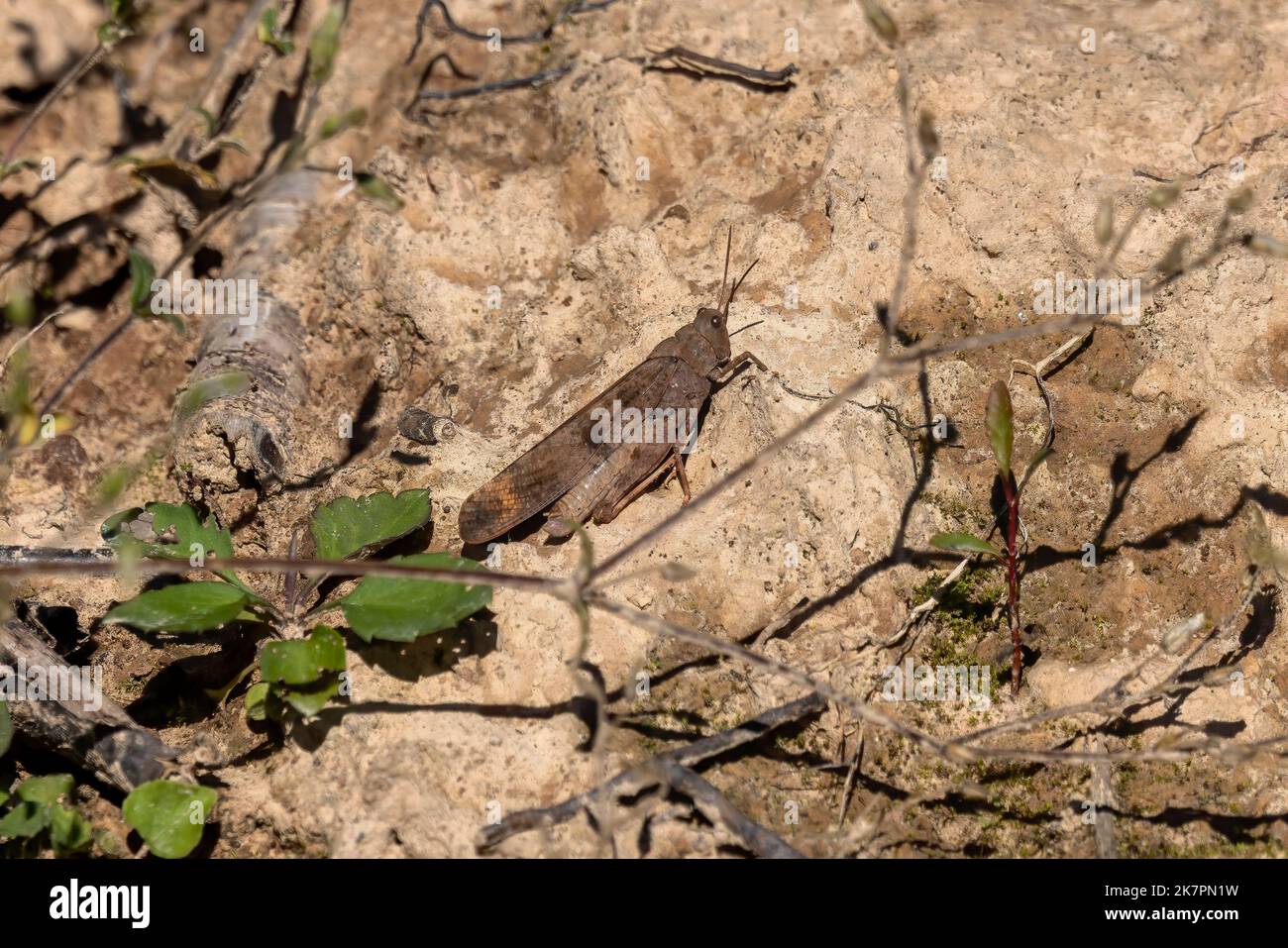 Die Carolina-Heuschrecke (Dissosteira carolina) ist eine der größten Heuschreckenreuern in Nordamerika Stockfoto