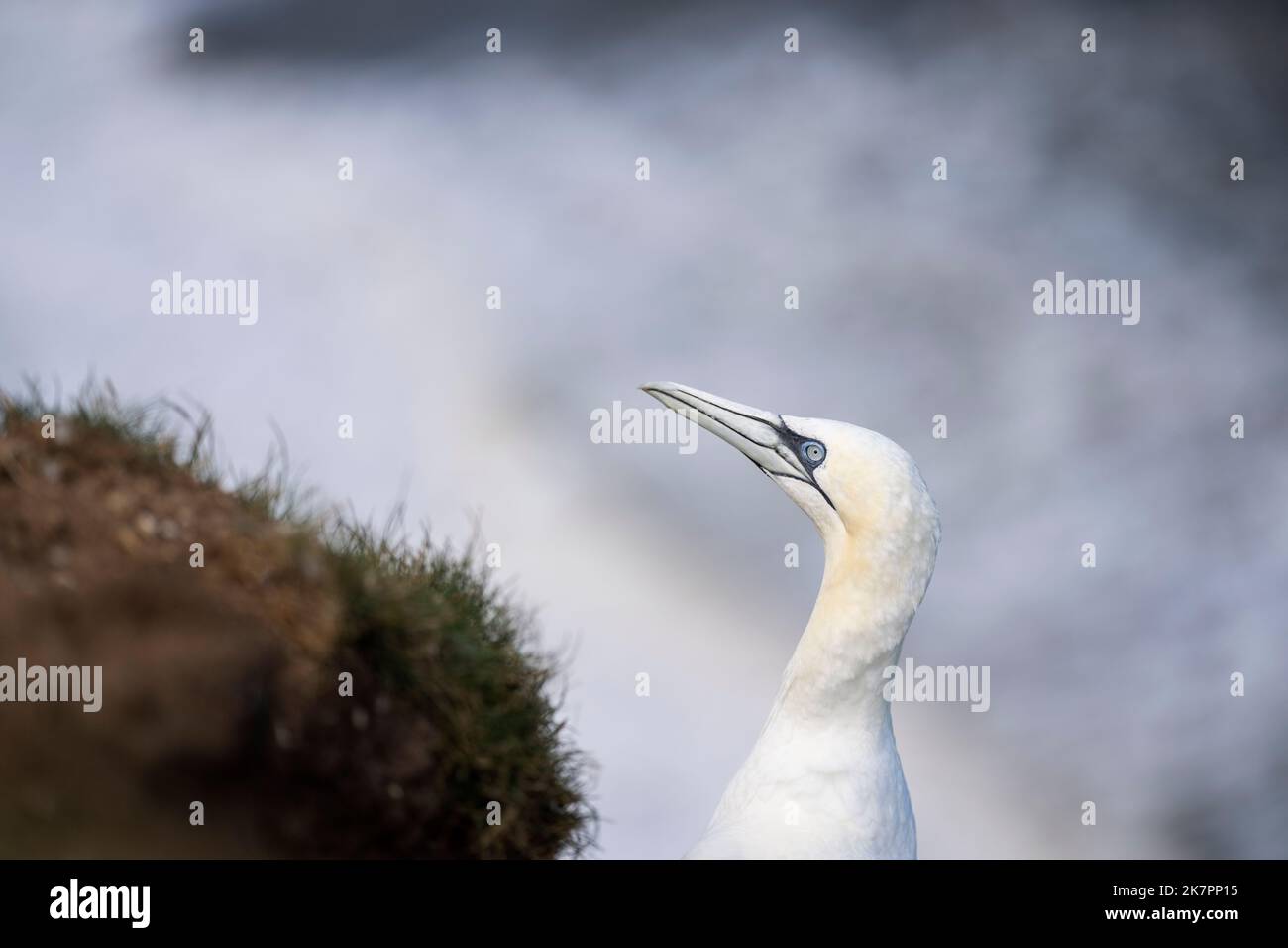 Nördlicher Gannet Morus bassanus, ein Porträt eines Vogels mit Federmausung, Yorkshire, Großbritannien, August Stockfoto