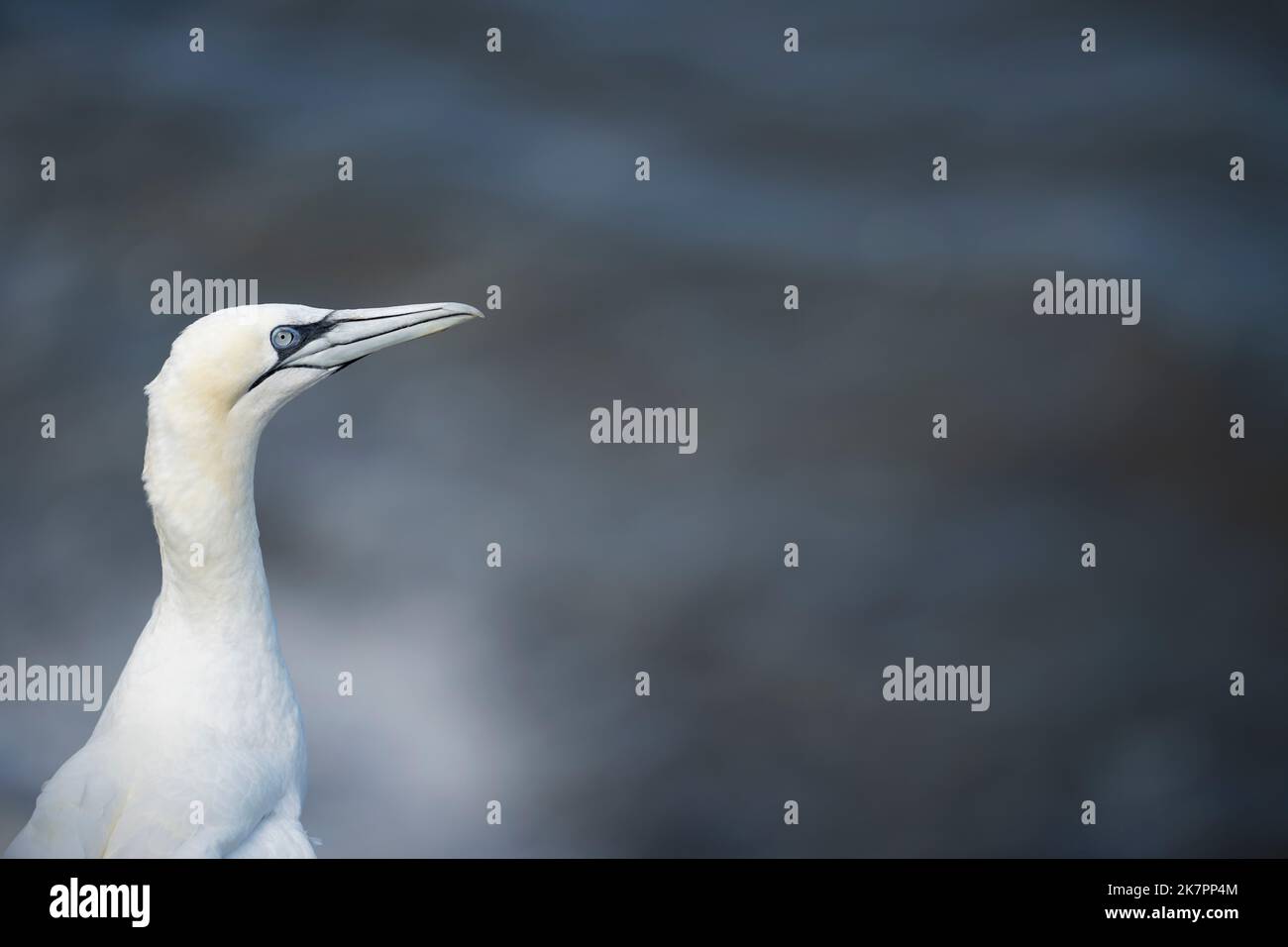 Nördlicher Gannet Morus bassanus, ein Porträt eines Vogels mit Federmehlung, der am Rand hoher Klippen steht, Yorkshire, Großbritannien, August Stockfoto