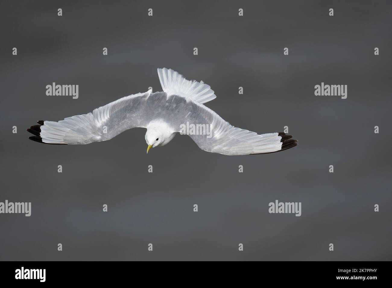 Kittiwake Rissa tridactyla, ein Erwachsener mit abgenutztem Sommergefieder im Flug, Yorkshire, Großbritannien, August Stockfoto