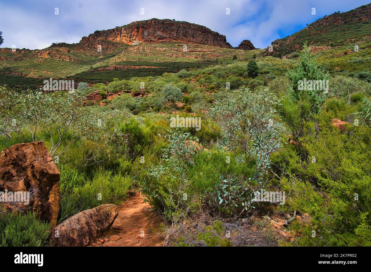 Landschaft am Fuße des Wilpena Pound im Flinders Ranges National Park, Südaustralien Stockfoto