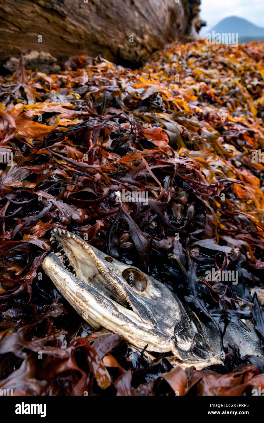 Toter Lachskadaver nach dem Laichen in Algen an der Küste - Sitka, Alaska, USA Stockfoto