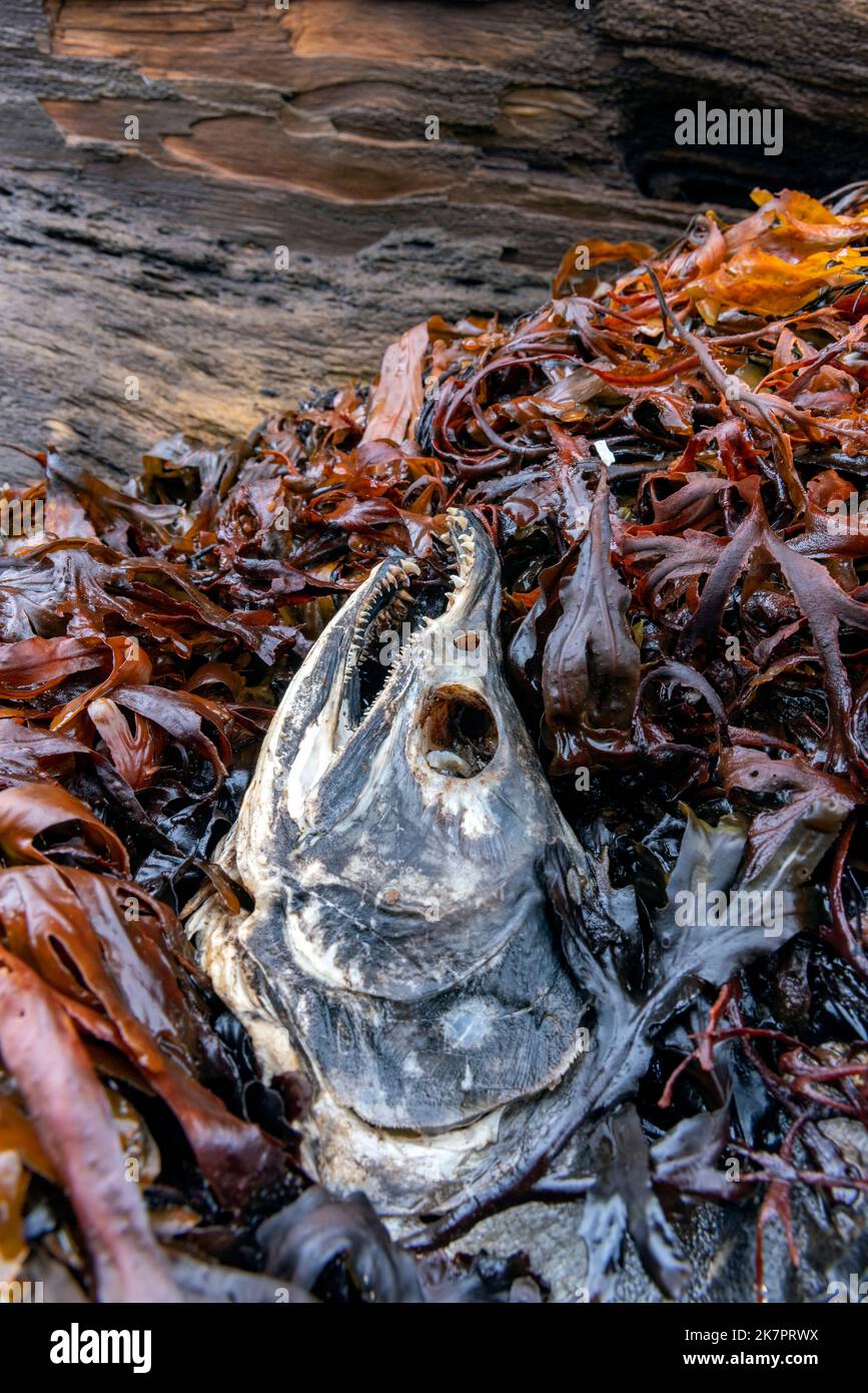 Toter Lachskadaver nach dem Laichen in Algen an der Küste - Sitka, Alaska, USA Stockfoto