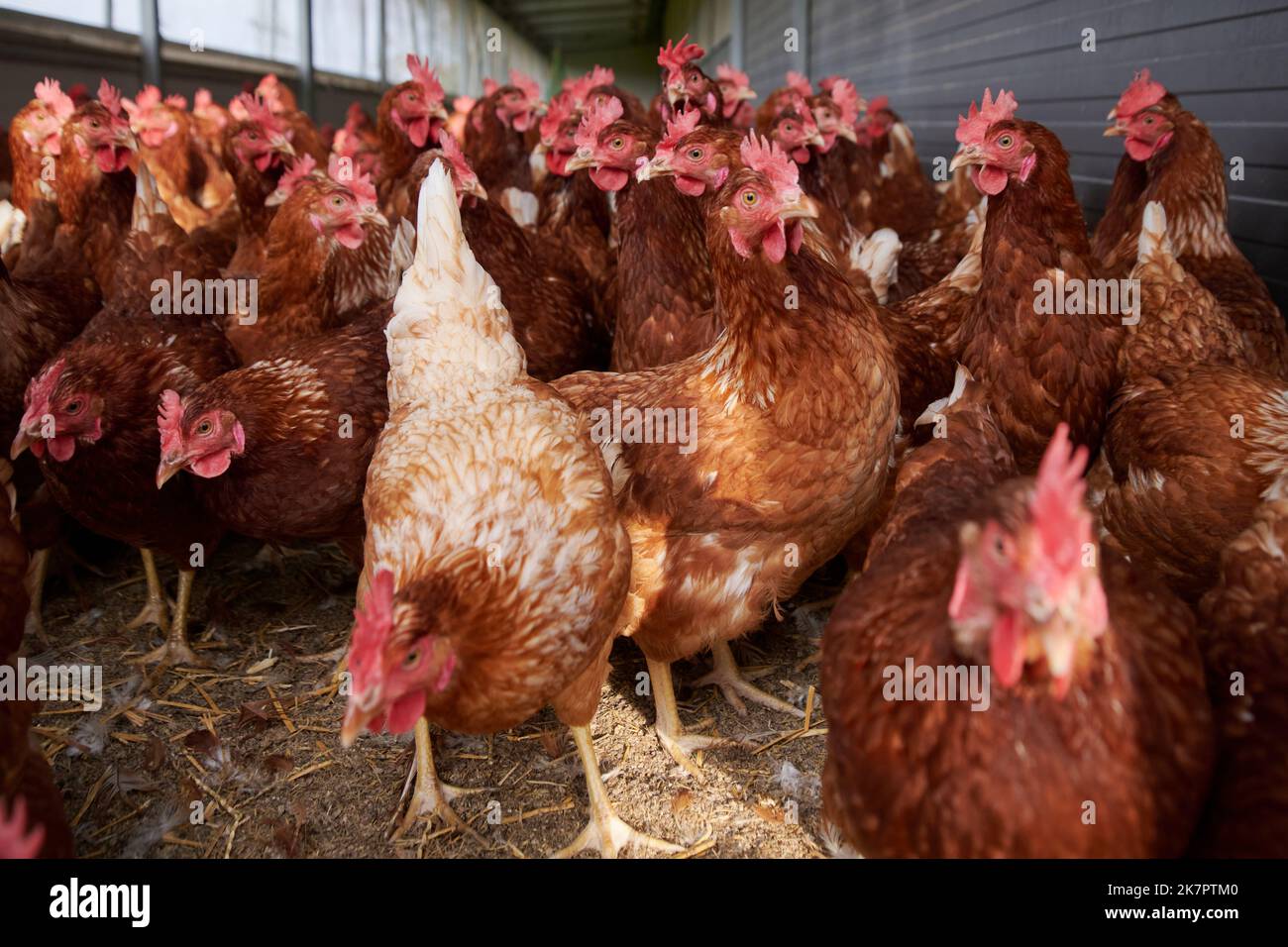 Hühner in Bodenhaltung. Stockfoto