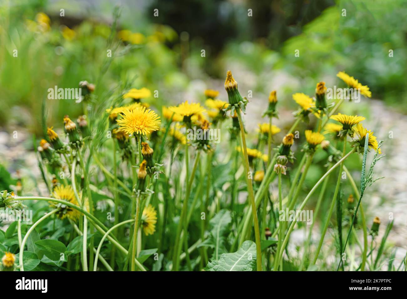 Gelbe Dornen zwischen grünem Gras. Natürliche Frühling Sommer Hintergrund Stockfoto