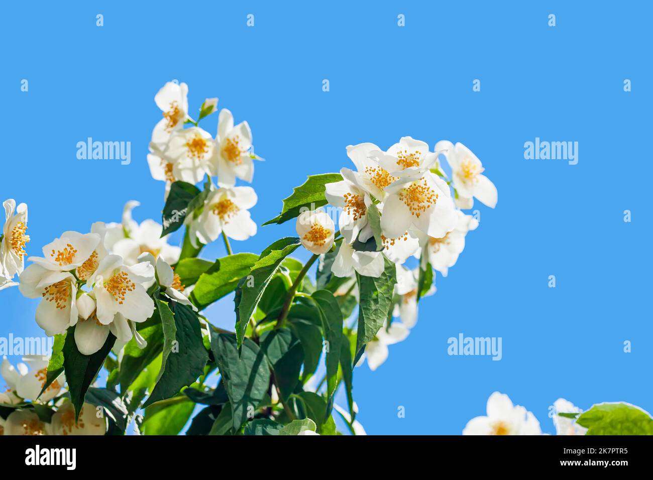 Nahaufnahme des Astes mit blühendem Jasmin vor blauem Himmel Stockfoto