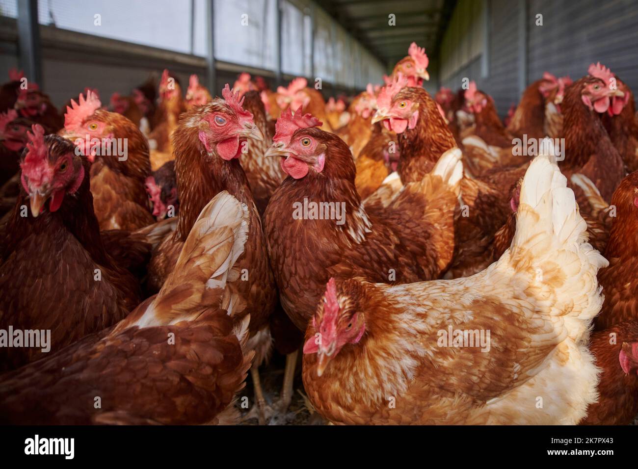 Hühner in Bodenhaltung. Stockfoto