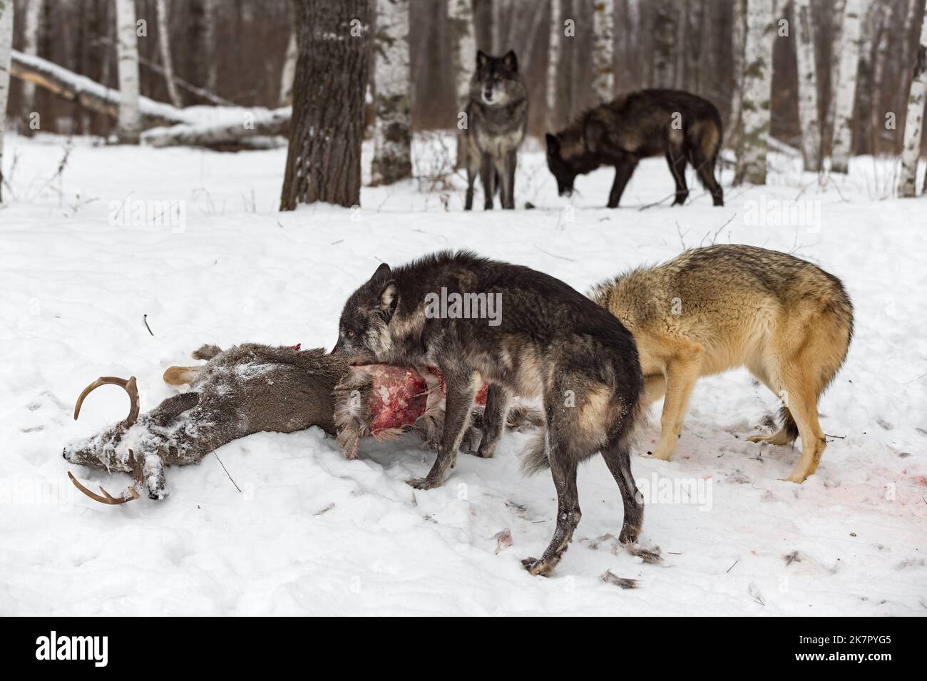 Black Phase Grey Wolf (Canis Lupus) füttert am Hirsch-Karkass andere Pack-Mitglieder im Hintergrund Winter - Gefangene Tiere Stockfoto
