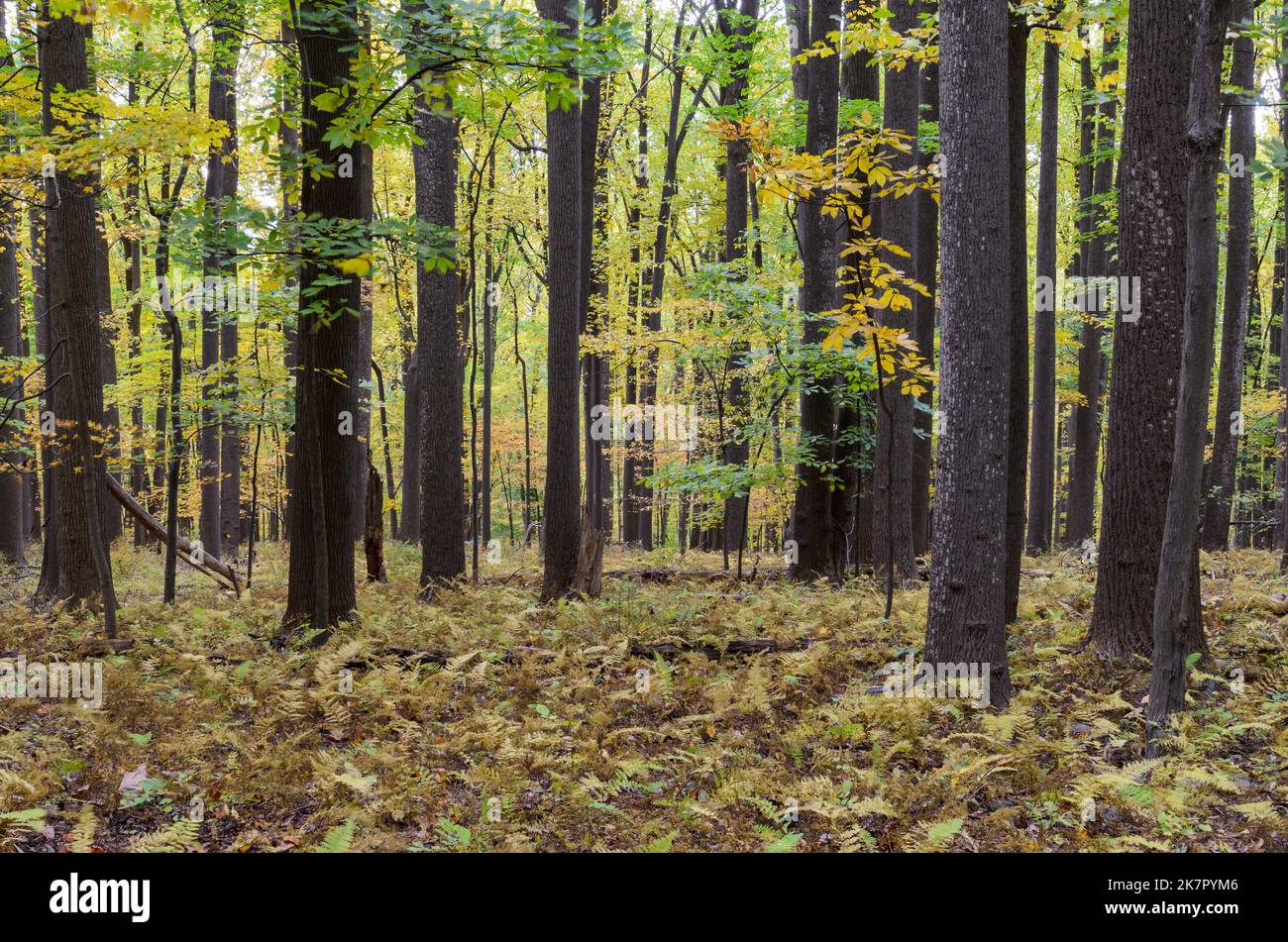 Herbstbäume im Catoctins Mountain Park, in der Nähe von Thurmont in Maryland Stockfoto