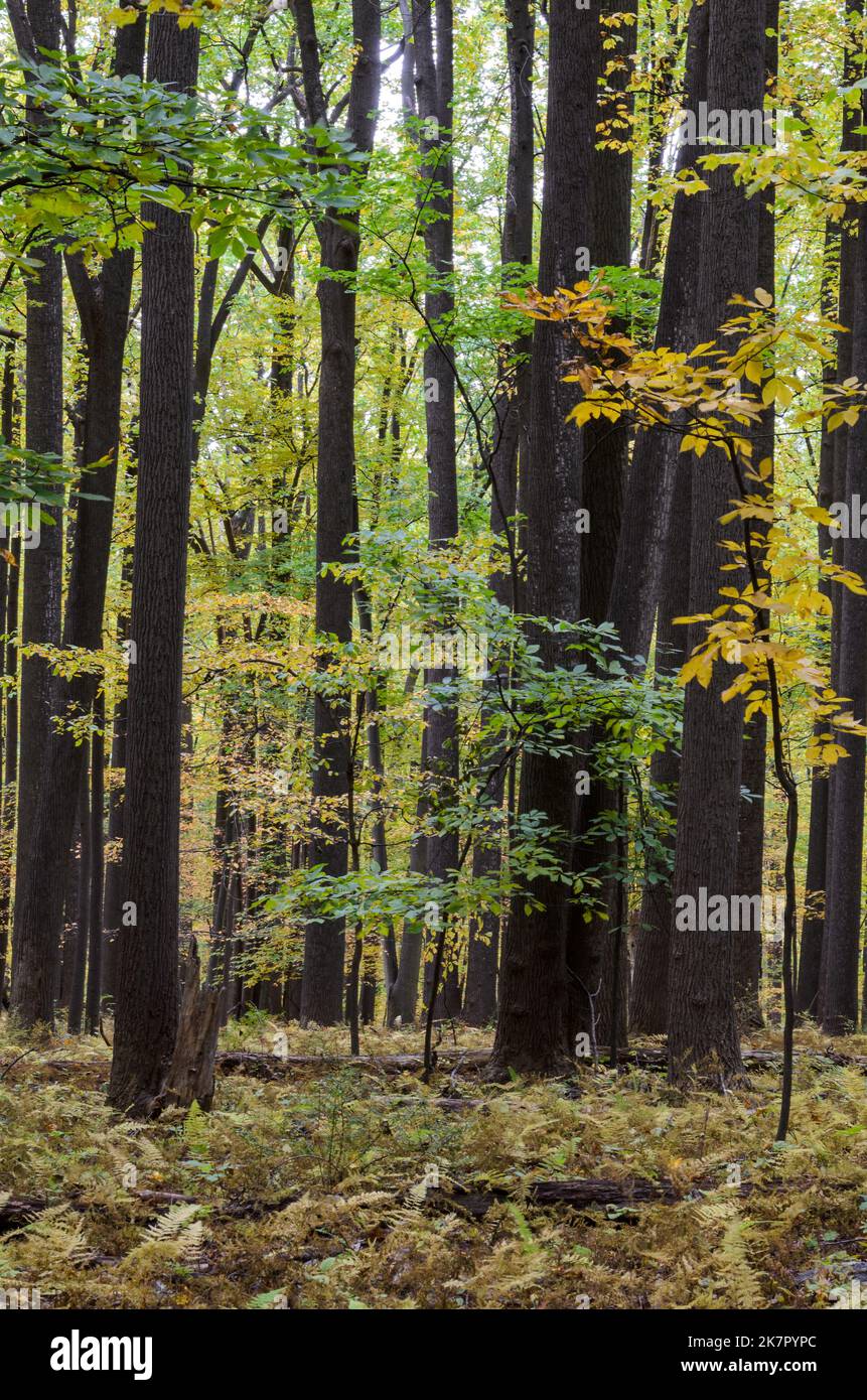 Herbstbäume im Catoctins Mountain Park, in der Nähe von Thurmont in Maryland Stockfoto