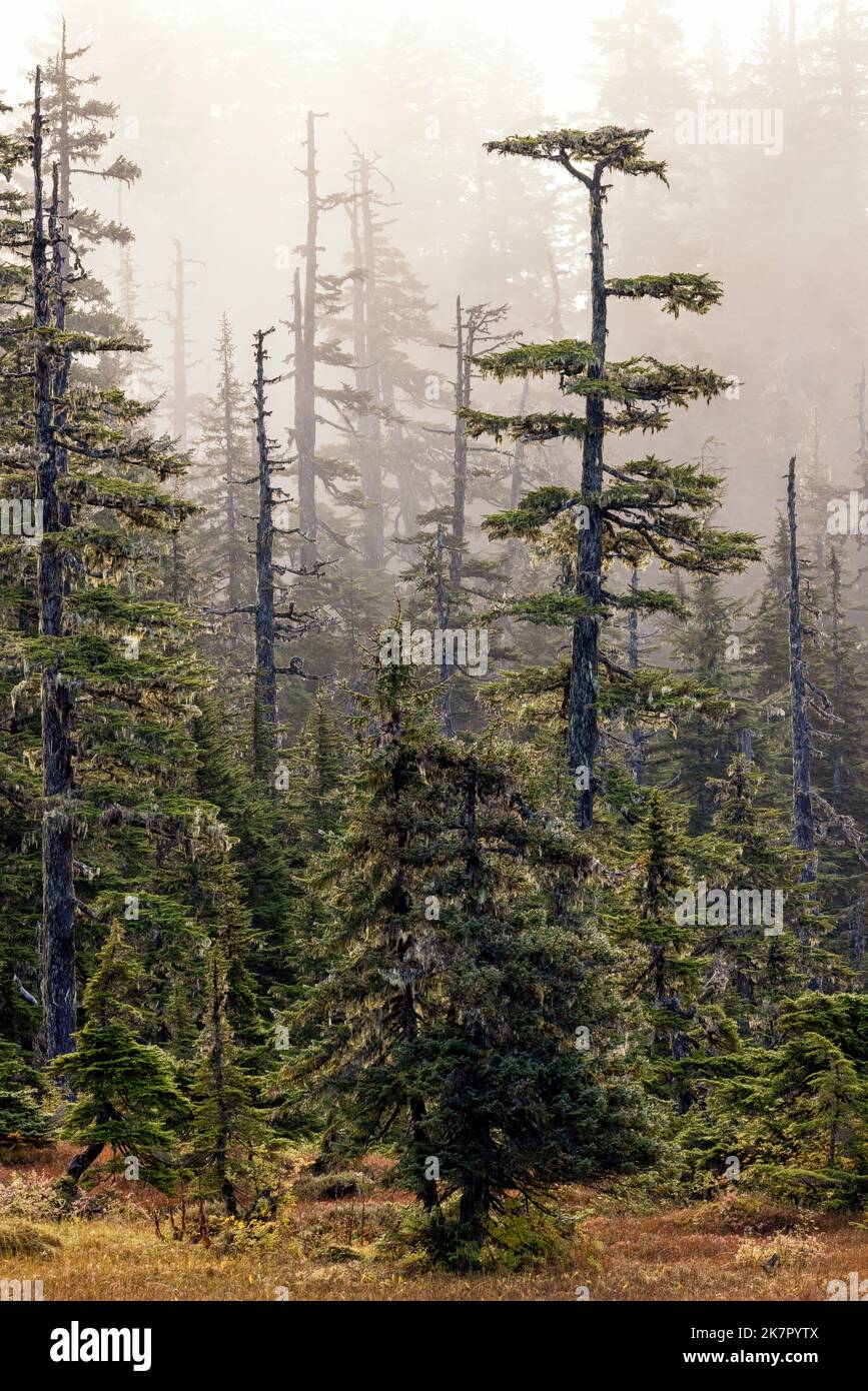 Naturlehrpfad am Icy Strait Point, Hoonah, Alaska, USA Stockfoto
