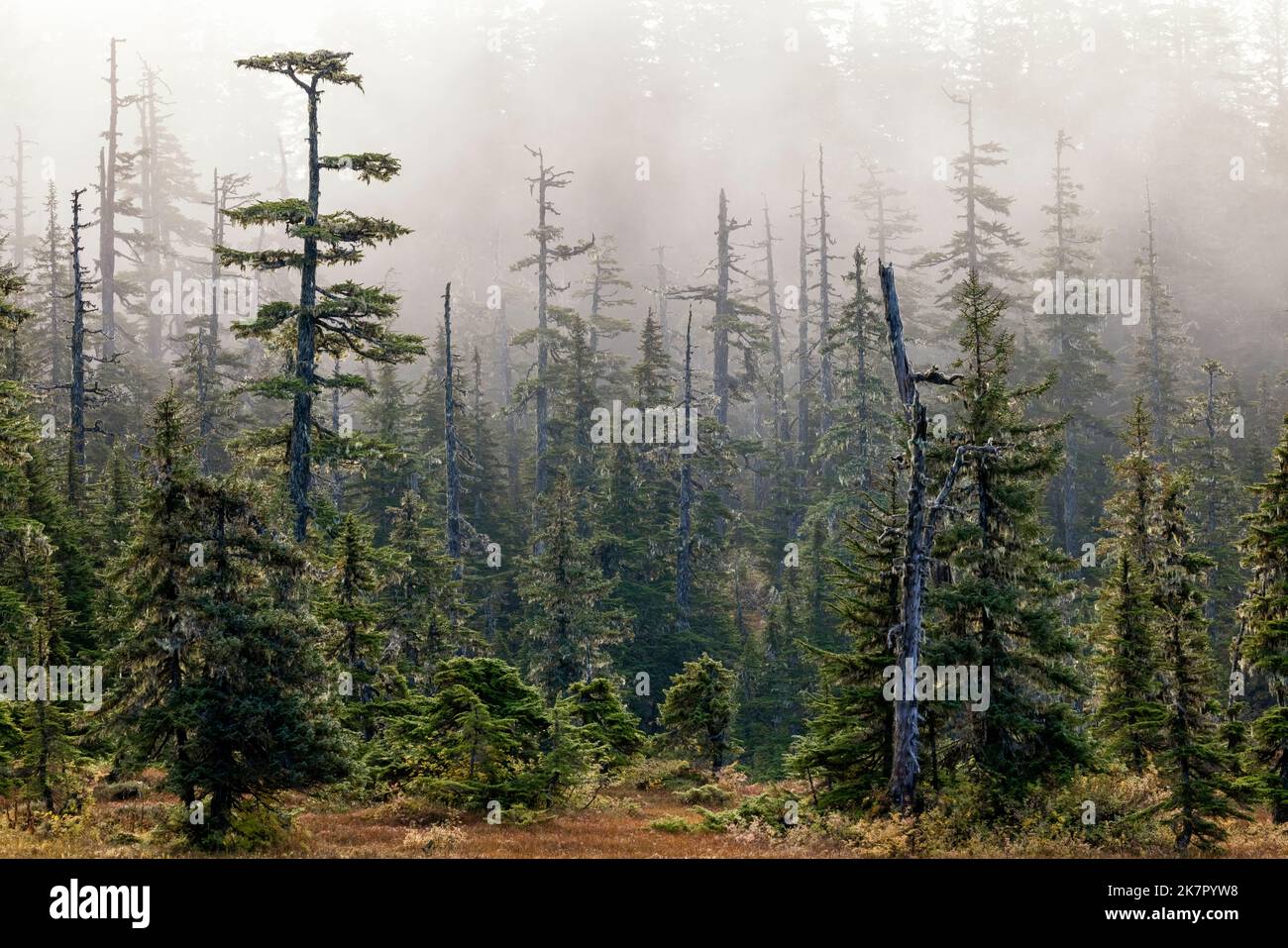 Naturlehrpfad am Icy Strait Point, Hoonah, Alaska, USA Stockfoto