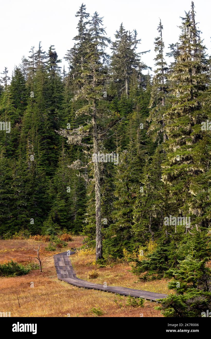 Naturlehrpfad am Icy Strait Point, Hoonah, Alaska, USA Stockfoto