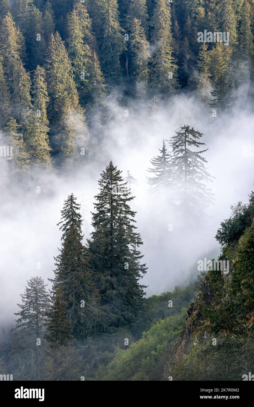 Nebelwald - Icy Strait Point, Hoonah, Alaska, USA Stockfoto