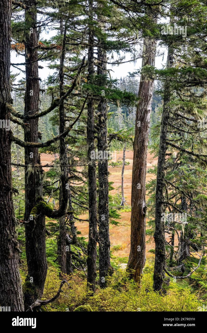 Naturlehrpfad durch alten Wald am Icy Strait Point, Hoonah, Alaska, USA Stockfoto