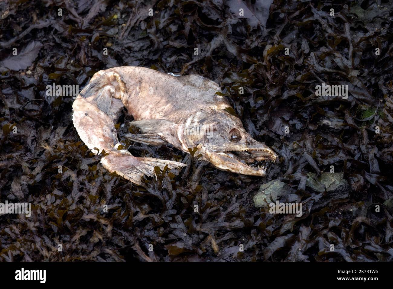 Toter Lachskadaver nach dem Laichen - Ketchikan, Alaska, USA Stockfoto