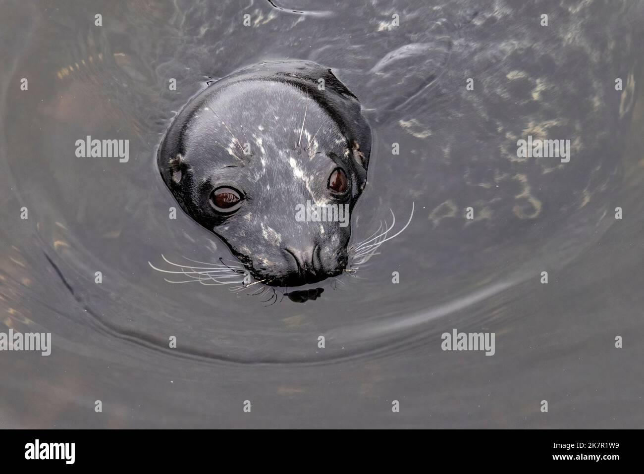 Nahaufnahme eines Hafen- (oder Hafen-) Seehunds (Phoca vitulina) - Ketchikan, Alaska, USA Stockfoto