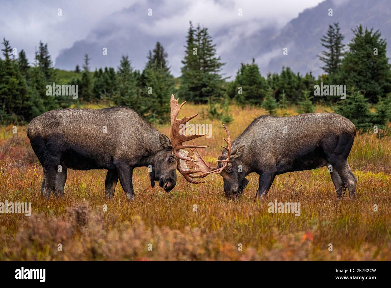 Stiermaulhechte Kämpfen Stockfoto