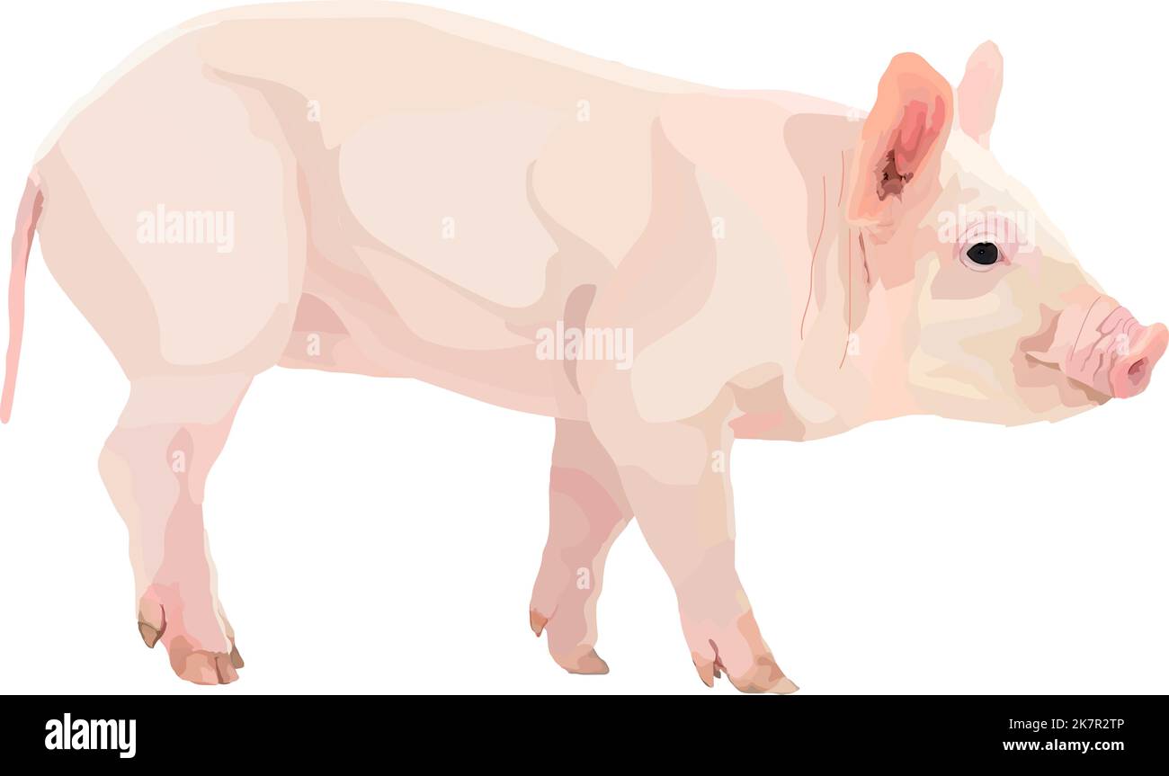 Realistisches Schwein-Symbol auf einem weißen Hintergrund Nutztiere. Stock Vektor