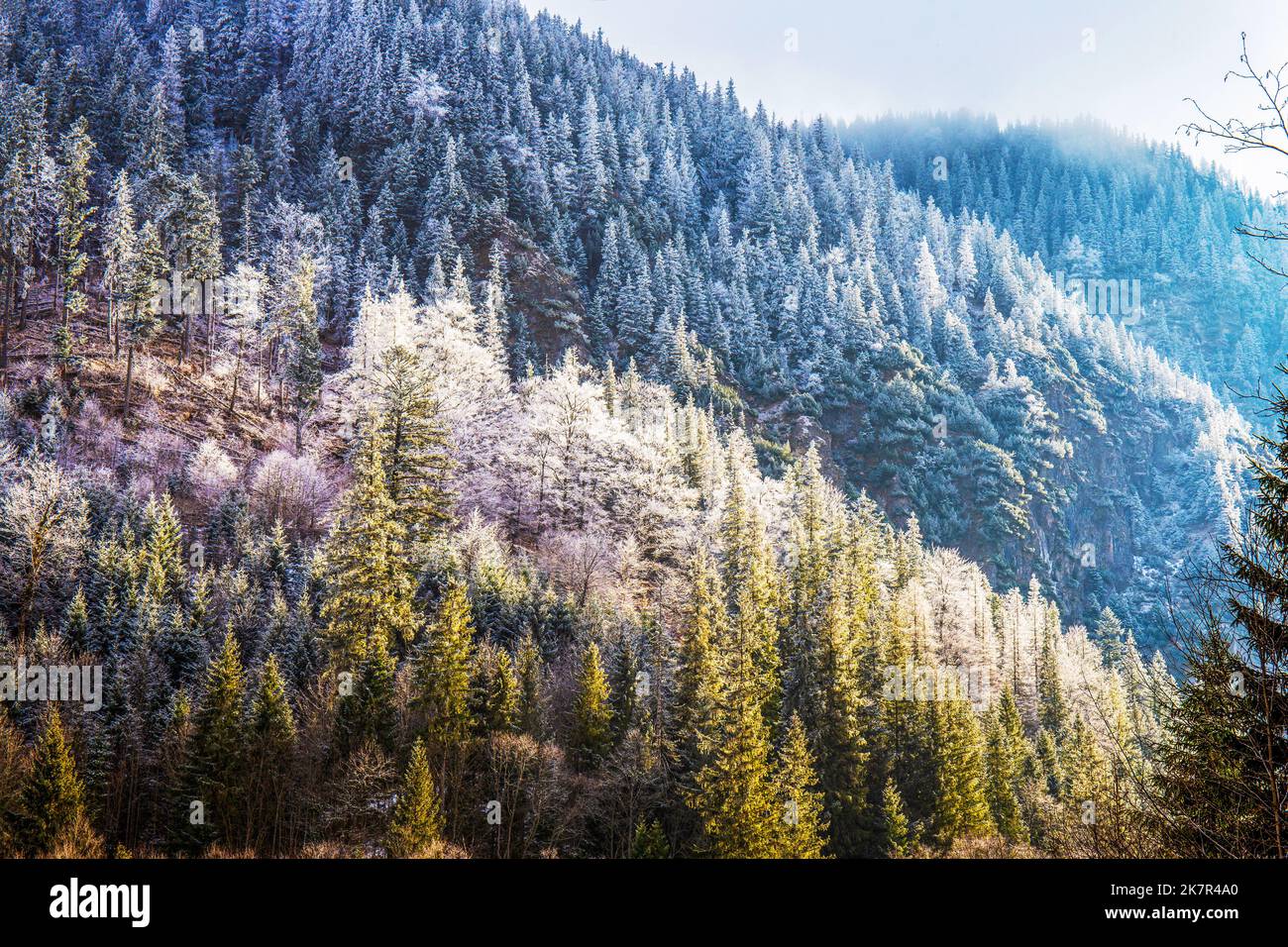 Schneebedecktes und nebliges Wetter im Tatra National Reserve - Tannenwald in der Tatra. Wintermärchen. (Straße zum See Morskie Oko) Stockfoto