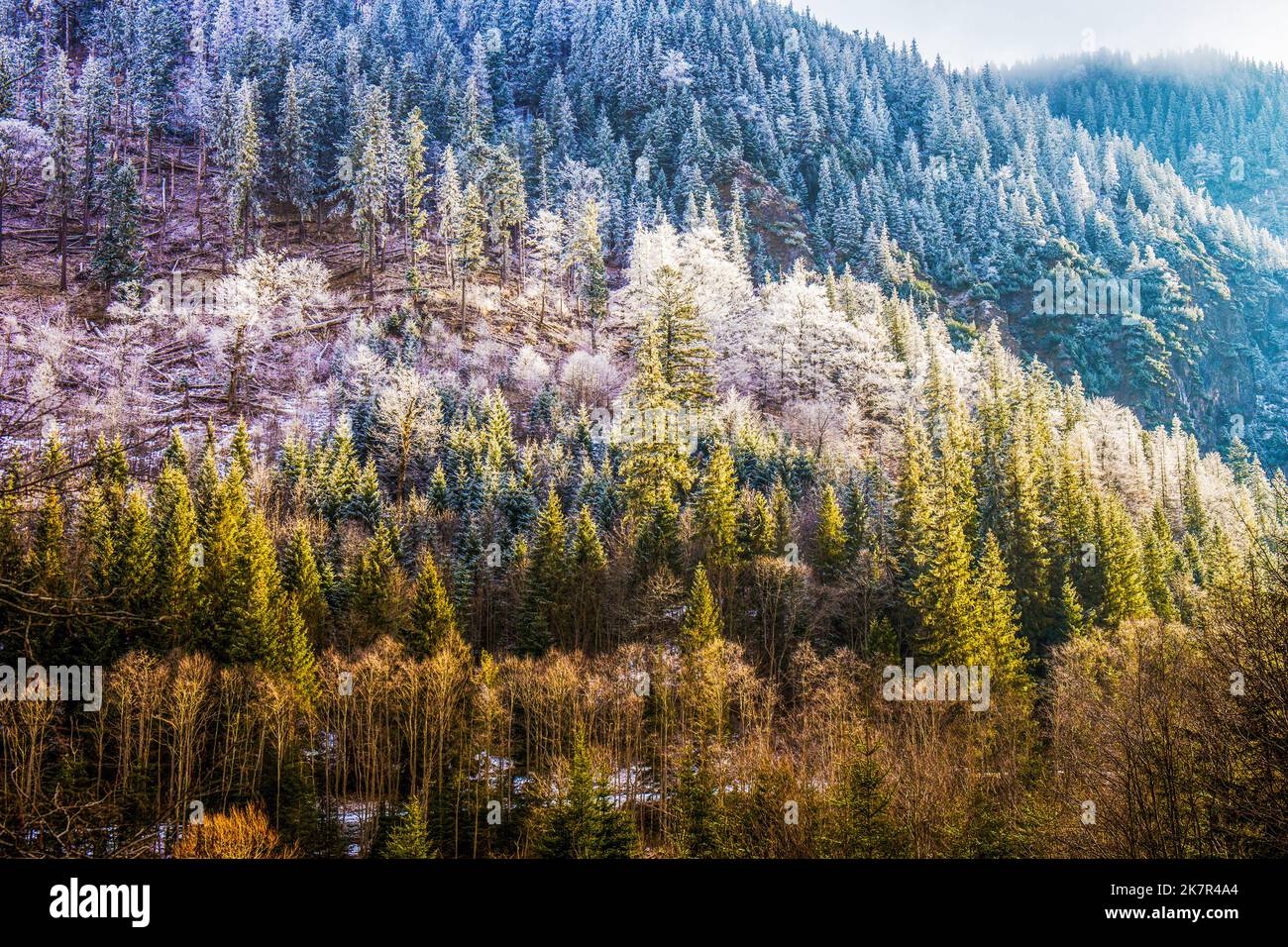 Schneebedecktes und nebliges Wetter im Tatra National Reserve - Tannenwald in der Tatra. Wintermärchen. (Straße zum See Morskie Oko) Stockfoto