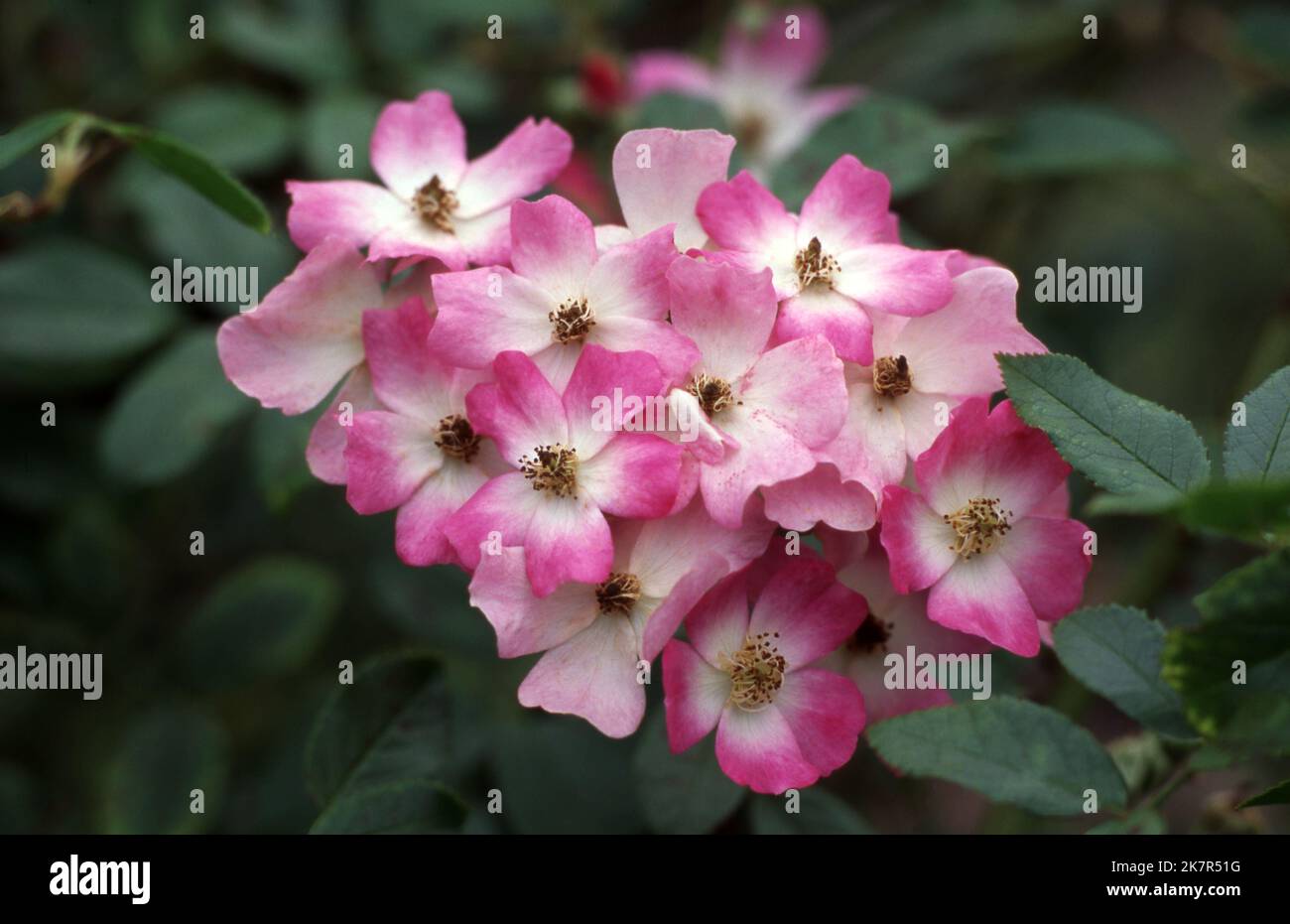 NAHAUFNAHME VON ROSA UND WEISSEN ROSA „BALLERINA HYBRID MUSK“ ROSEN. Stockfoto