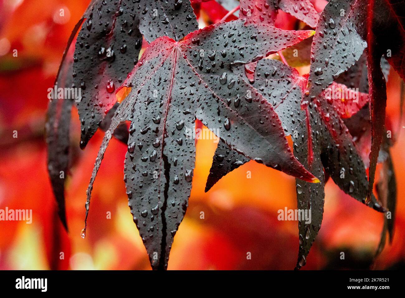 Liquidambar styraciflua Blätter Close Up Blatt Tropfen Süßgummi Herbst Wassertröpfchen Regen Tropfen Liquidambar styraciflua Lane Roberts Sweetgum Stockfoto