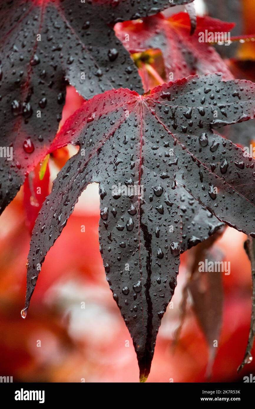 Dunkle Blätter in der Nähe, Herbstliches, Farbe, Wassertropfen auf Herbstblättern Sweetgum Liquidambar styraciflua 'Lane Roberts' Stockfoto