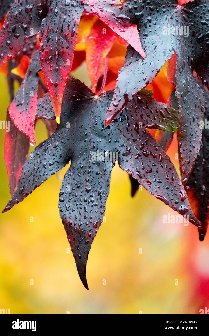 Schwarzes Blatt Regen Tropfen, dunkel, Blätter, Herbst Sweetgum Liquidambar 'Lane Roberts' Stockfoto