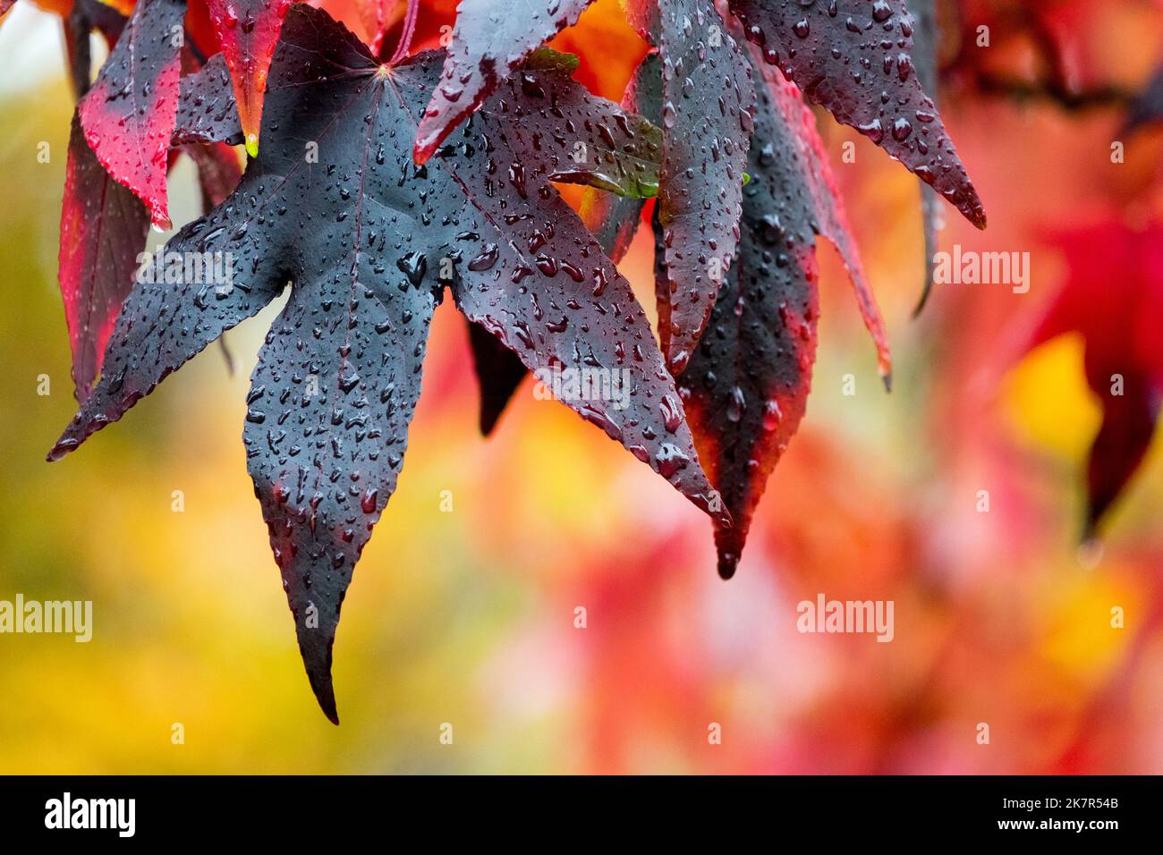Liquidambar styraciflua Herbstblätter und -Tropfen auf einem nassen Blatt, Detail Süßes Gummi, Liquidambar styraciflua 'Lane Roberts' Stockfoto