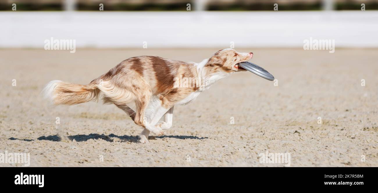 Australischer Schäferhund läuft und trägt mit einer fliegenden Scheibe in den Zähnen. Haustiere spielen im Freien. Aussie. Sportveranstaltung, Leistung im Sport. Hund Stockfoto
