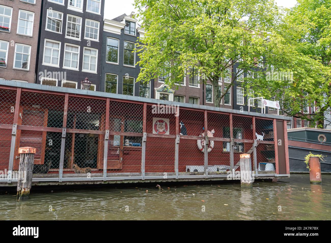 Hausbootkatzen und -Haustiere Adoption De Poezenboot in Amsterdam ist ein gemeinnütziges Tierschutzgebiet und Souvenirladen Stockfoto
