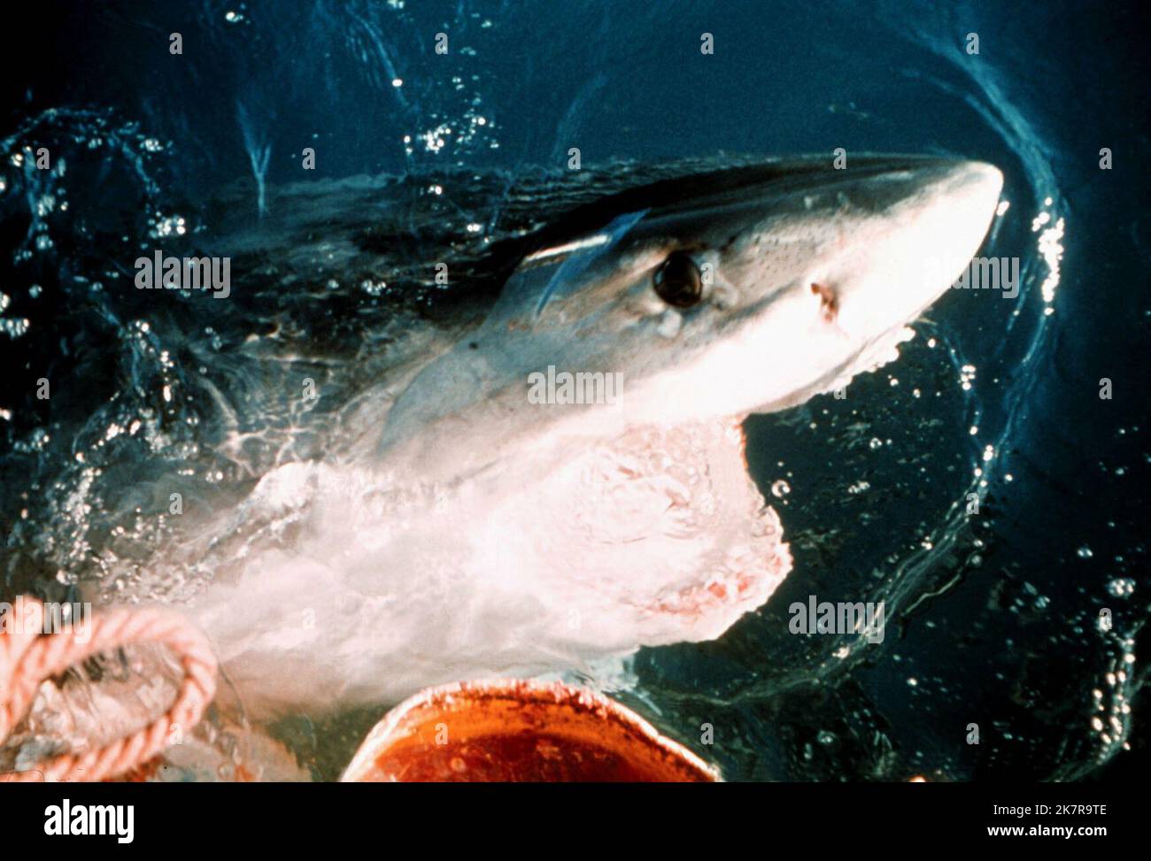 Great White Shark Film: Jaws (USA 1975) Regie: Steven Spielberg 20 June 1975 **WARNUNG** Dieses Foto ist nur für redaktionelle Zwecke bestimmt und unterliegt dem Copyright von UNIVERSAL und/oder dem Fotografen, der von der Film- oder Produktionsfirma beauftragt wurde und darf nur von Publikationen im Zusammenhang mit der Bewerbung des oben genannten Films reproduziert werden. Eine obligatorische Gutschrift an UNIVERSAL ist erforderlich. Der Fotograf sollte auch bei Bekanntwerden des Fotos gutgeschrieben werden. Ohne schriftliche Genehmigung der Film Company kann keine kommerzielle Nutzung gewährt werden. Stockfoto