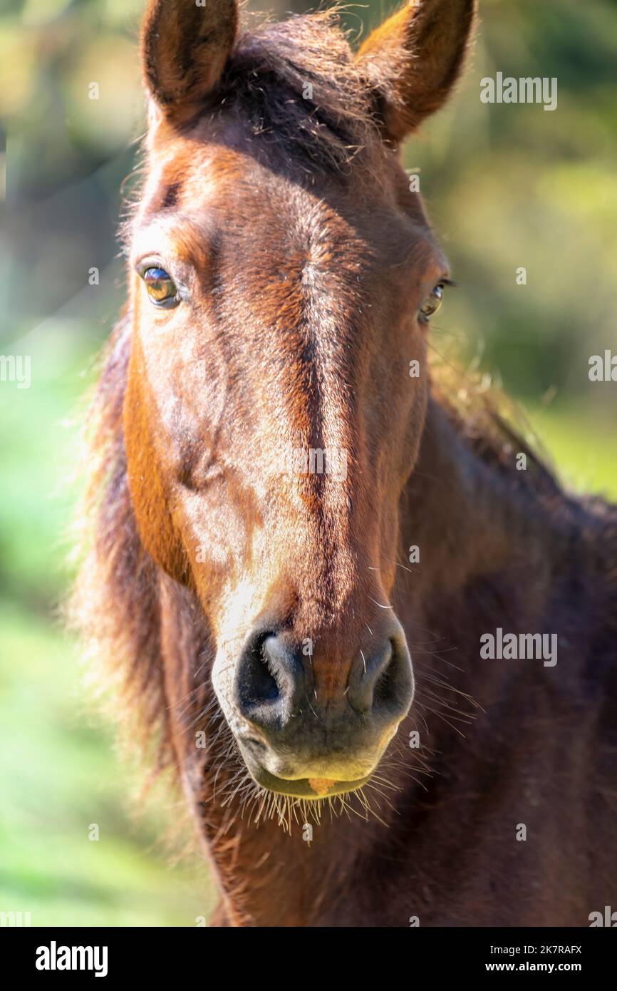 Braunes Pferdeportrait an sonnigen Tagen in Argentinien Pampa, Südamerika Stockfoto