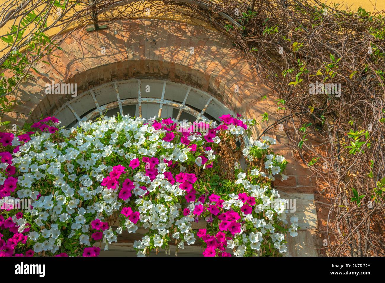 Bogenfenster und Blumenbalkon des venezianischen Hauses im Frühling, Venedig, Italien Stockfoto