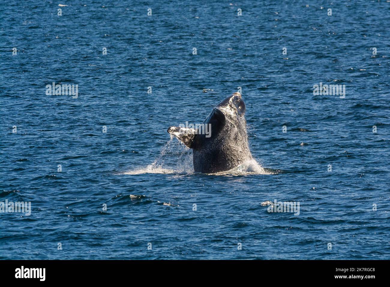 Südlicher rechter Wal, Halbinsel Valdes, UNESCO-Weltkulturerbe, Patagonien, Argentinien. Stockfoto