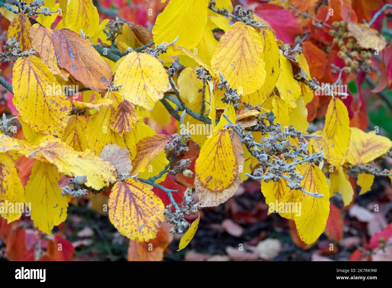 Hamamelis Herbst, Hamamelis 'Pallida', Hexe Hasel 'Pallida', Hamamelis x intermedia, Gelb, Blätter vergilben Strauch Stockfoto