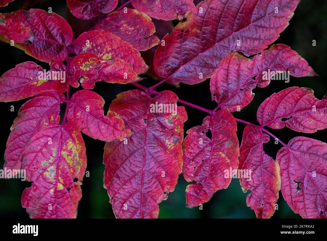 Ampelopsis, Herbst, Rot, Blätter, Blush, Blatt, Klettern, Pflanze Ampelopsis megalophylla Stockfoto
