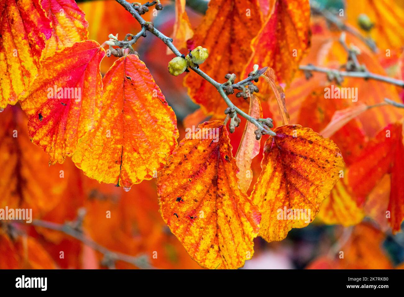 Hamamelis Herbst, Hamamelis 'Aurora', Witch Hasel 'Aurora', Hamamelis x intermedia, rot werden, Blätter auf dem Ast Stockfoto