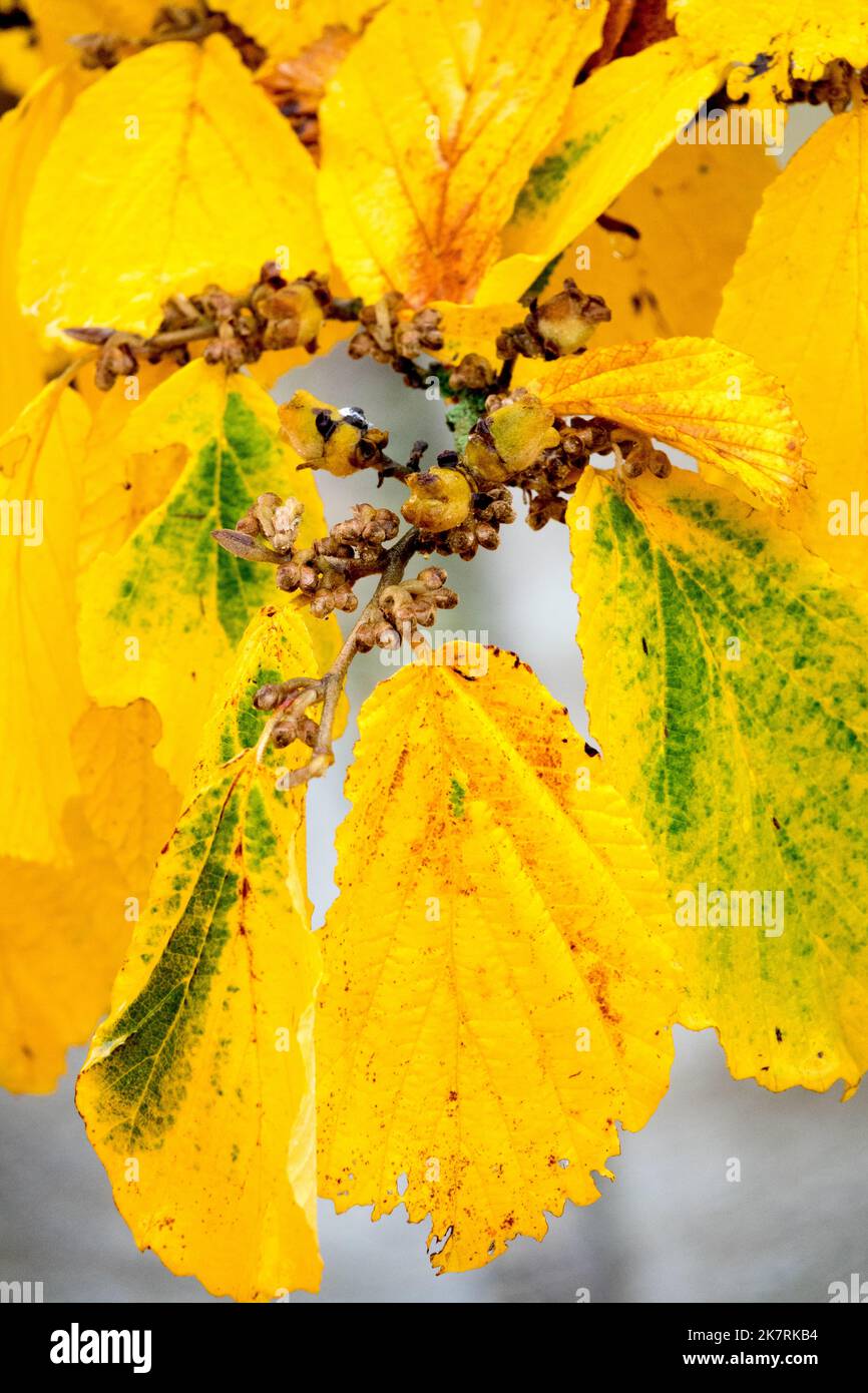 Gelbfärbende Blätter, Hamamelis Pallida, Herbst mit Hasel, Farbe, Laub, Hamamelis x intermedia Pallida Stockfoto