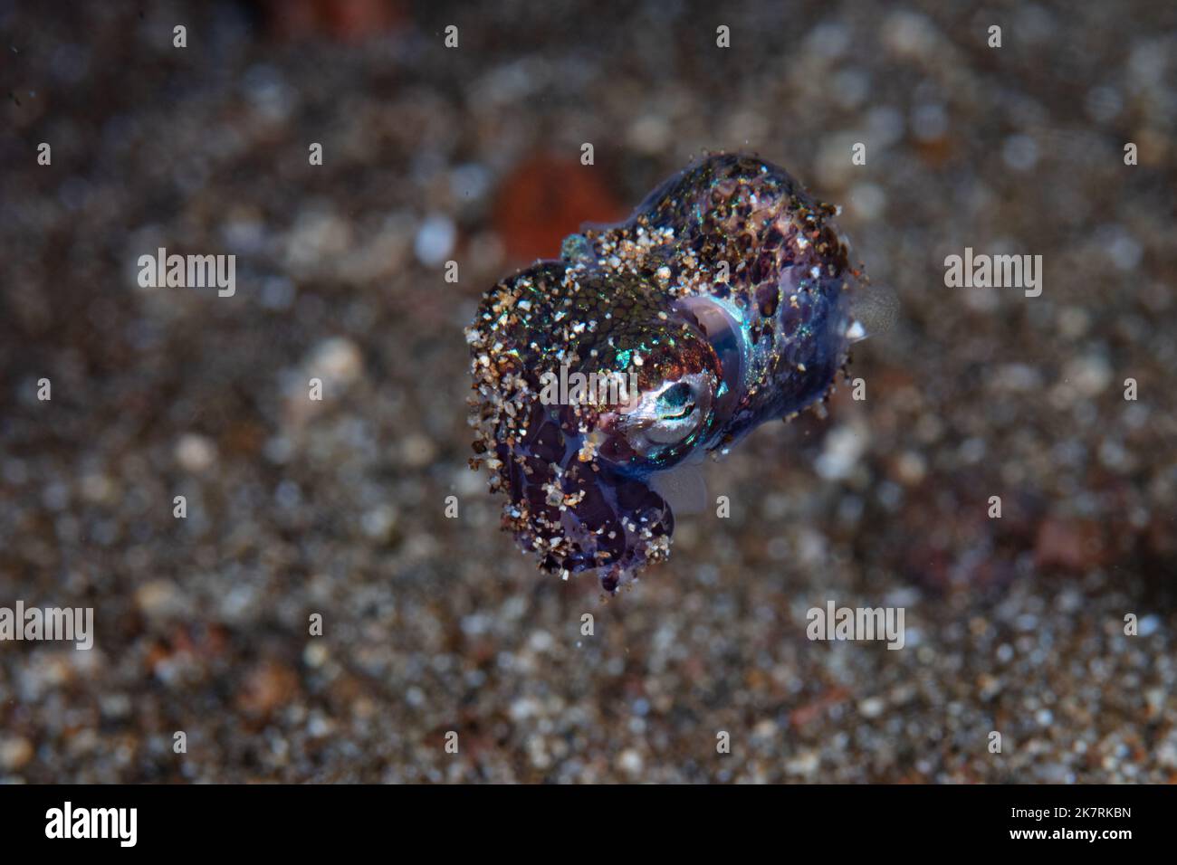 Ein nachtaktiver Bobtail-Tintenfisch, Euprymna berryi, schwebt über Sand. Diese Cephonopoden verwenden symbiotische lumineszierende Bakterien, um ihre Silhouette zu manipulieren. Stockfoto