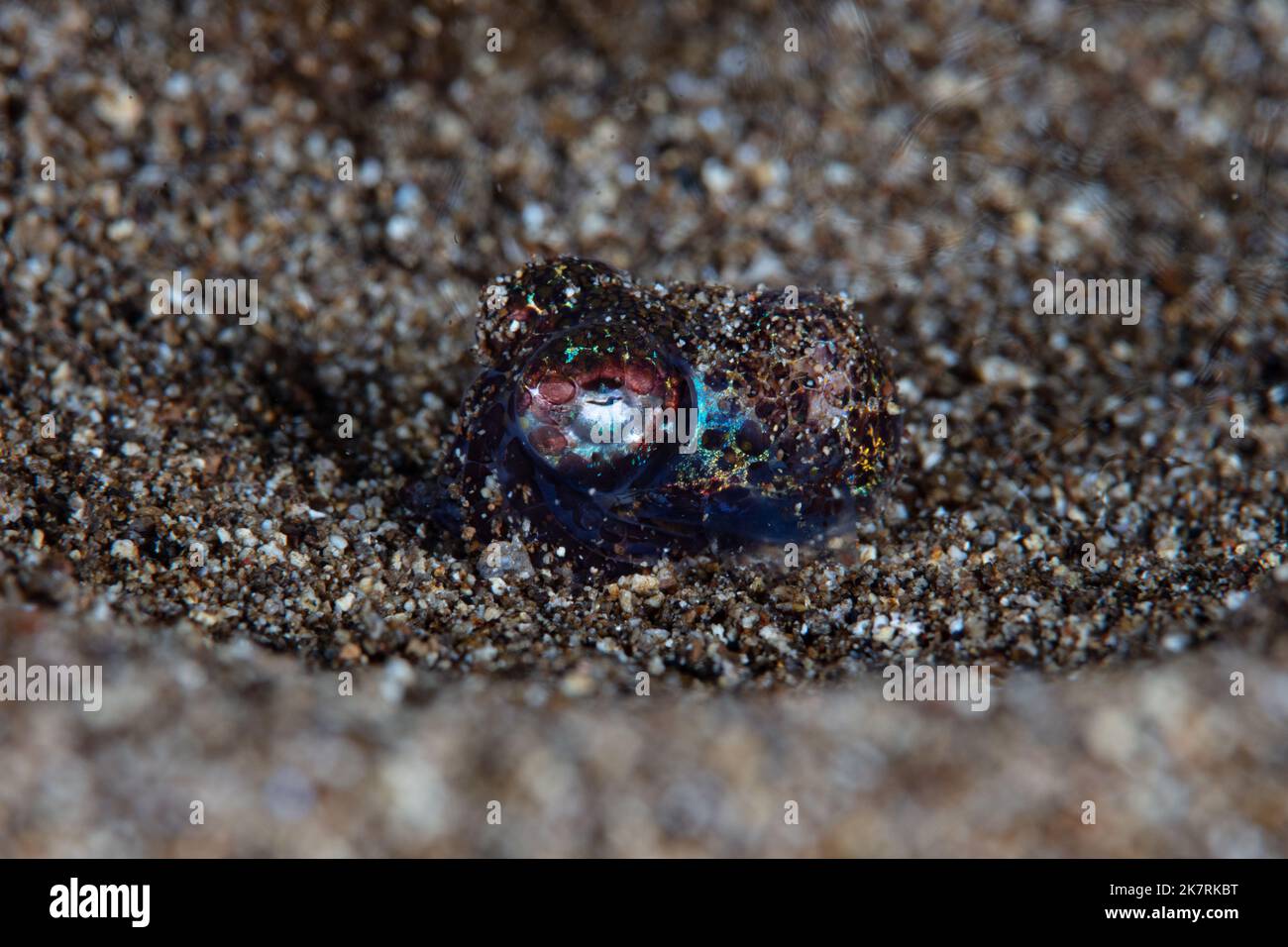 Ein winziger, nachtaktiver Bobtail-Tintenfisch, Euprymna berryi, tarnt sich mit Sand am Meeresboden. Stockfoto