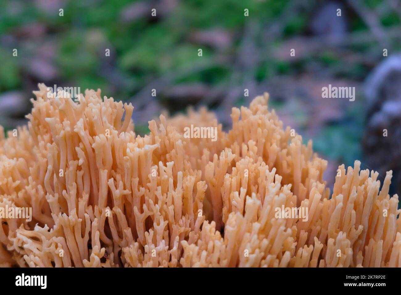 Ramaria aurea, korallenrote Pilzstruktur aus der Nähe. Stockfoto