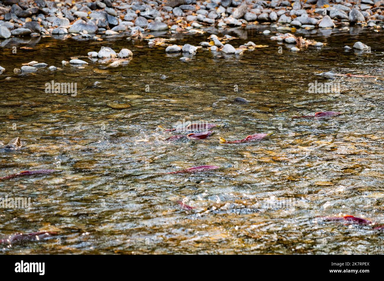 Gruppe von Sockeye-Lachsen im Adams River als Teil der massiven viereckigen 'ominanten' Lachswanderung. Die Veranstaltung zieht große Menschenmengen an. Stockfoto