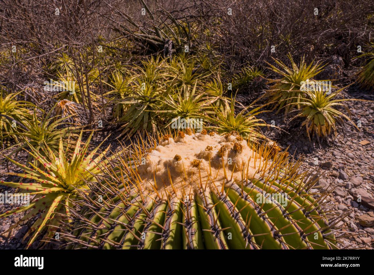 Nahaufnahme eines Echinocactus plathyacantus (Schwiegermutter) Kakteen im Tehuacan-Cuicatlan Biosphärenreservat (UNESCO-Weltkulturerbe) in der Nähe des Stockfoto