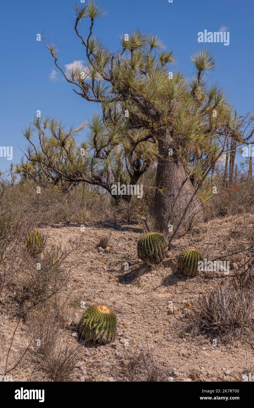Landschaft mit Echinocactus plathyacantus (Schwiegermutter) Kakteen und Beaucarnea recurvata, der Elefantenfußbaum oder Pferdeschwanzpalme am Tehuaca Stockfoto