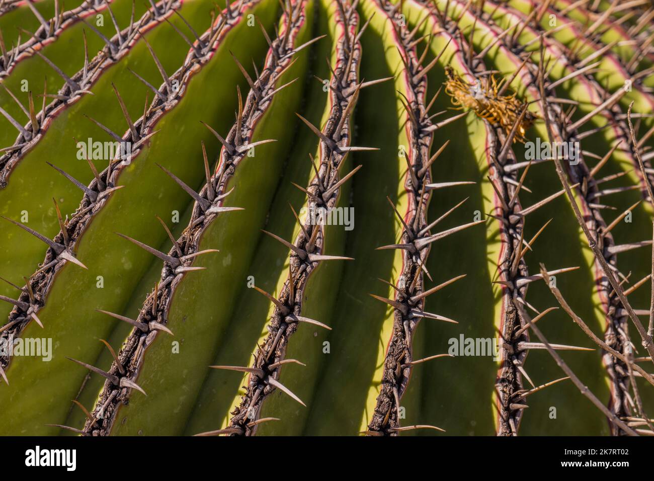 Nahaufnahme eines Echinocactus plathyacantus (Schwiegermutter) Kakteen im Tehuacan-Cuicatlan Biosphärenreservat (UNESCO-Weltkulturerbe) in der Nähe des Stockfoto
